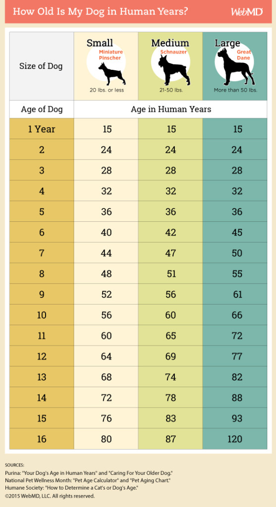 dog_age_05