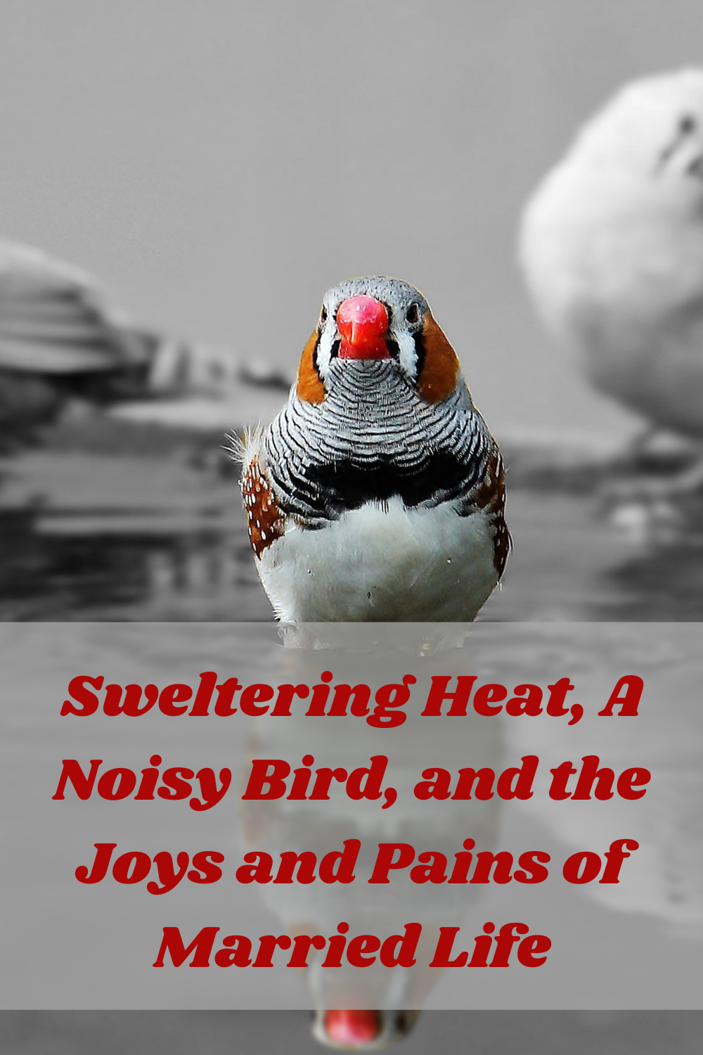 Sweltering Heat, A Noisy Bird, and the Joys and Pains of Married Life