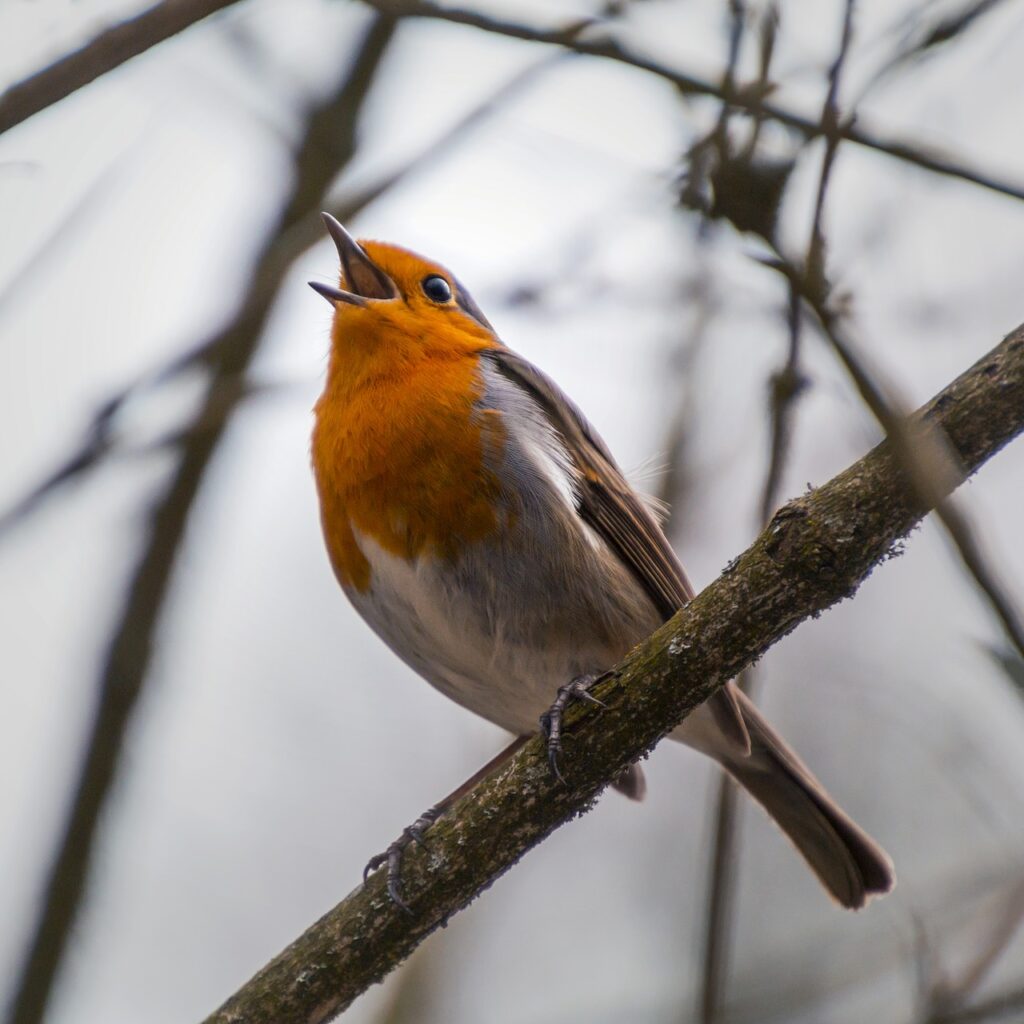 An orange and white bird sitting on a tree branch with its beak open.