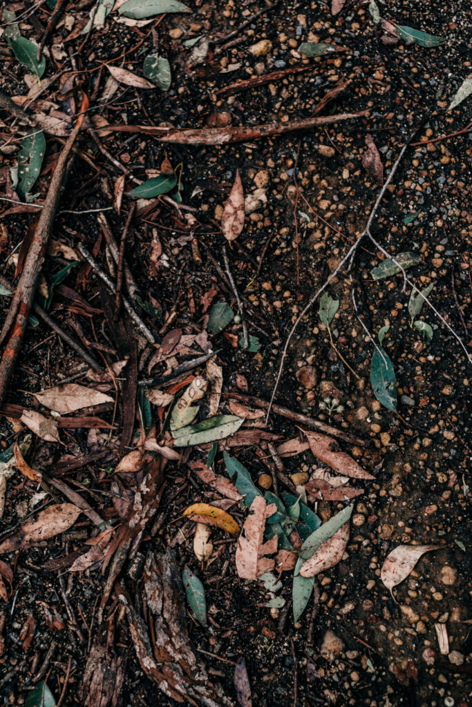 Tree limbs, twigs and leaves on the ground that represent discarded midlife women.