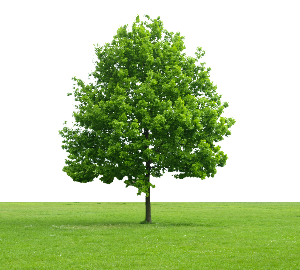 A green tree, grass on a white background.