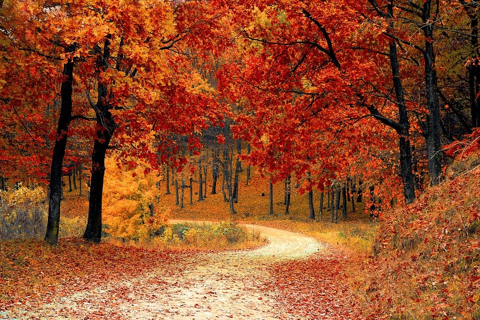 MS Journey: Trees in Autumn with red and orange leaves and a winding road in the woods.