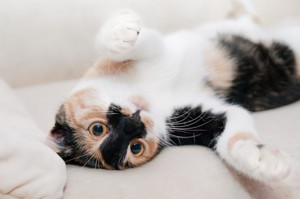 A white, black and tan cat lying on its back on a sofa.